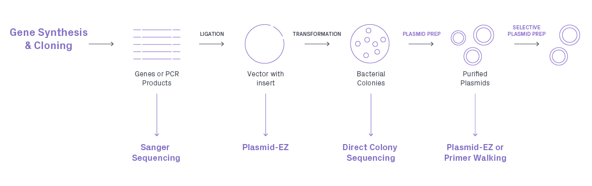 Plasmid construction workflow