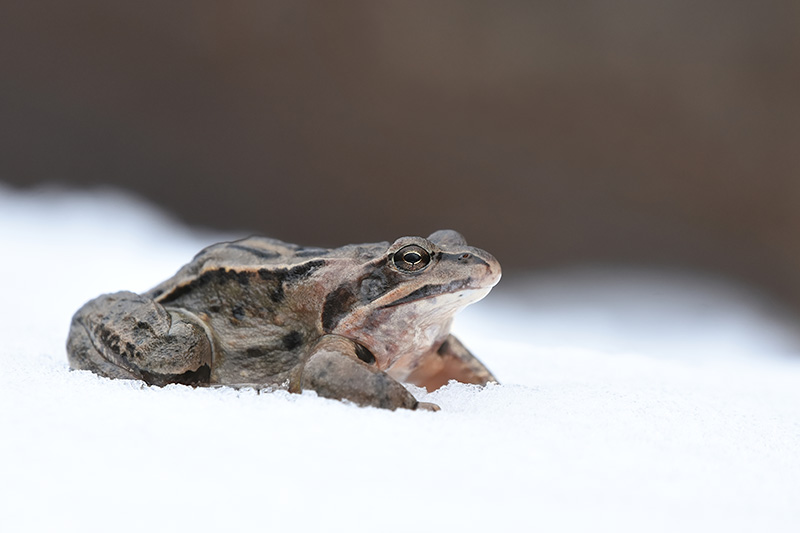 Moor frog