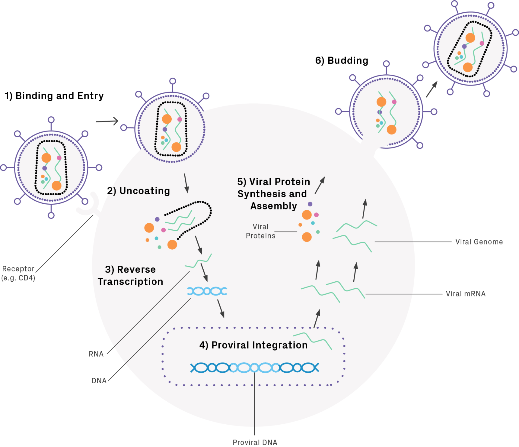 Lentivirus life cycle