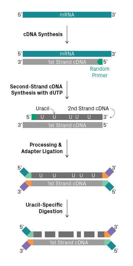 Strand-specific RNA library preparation