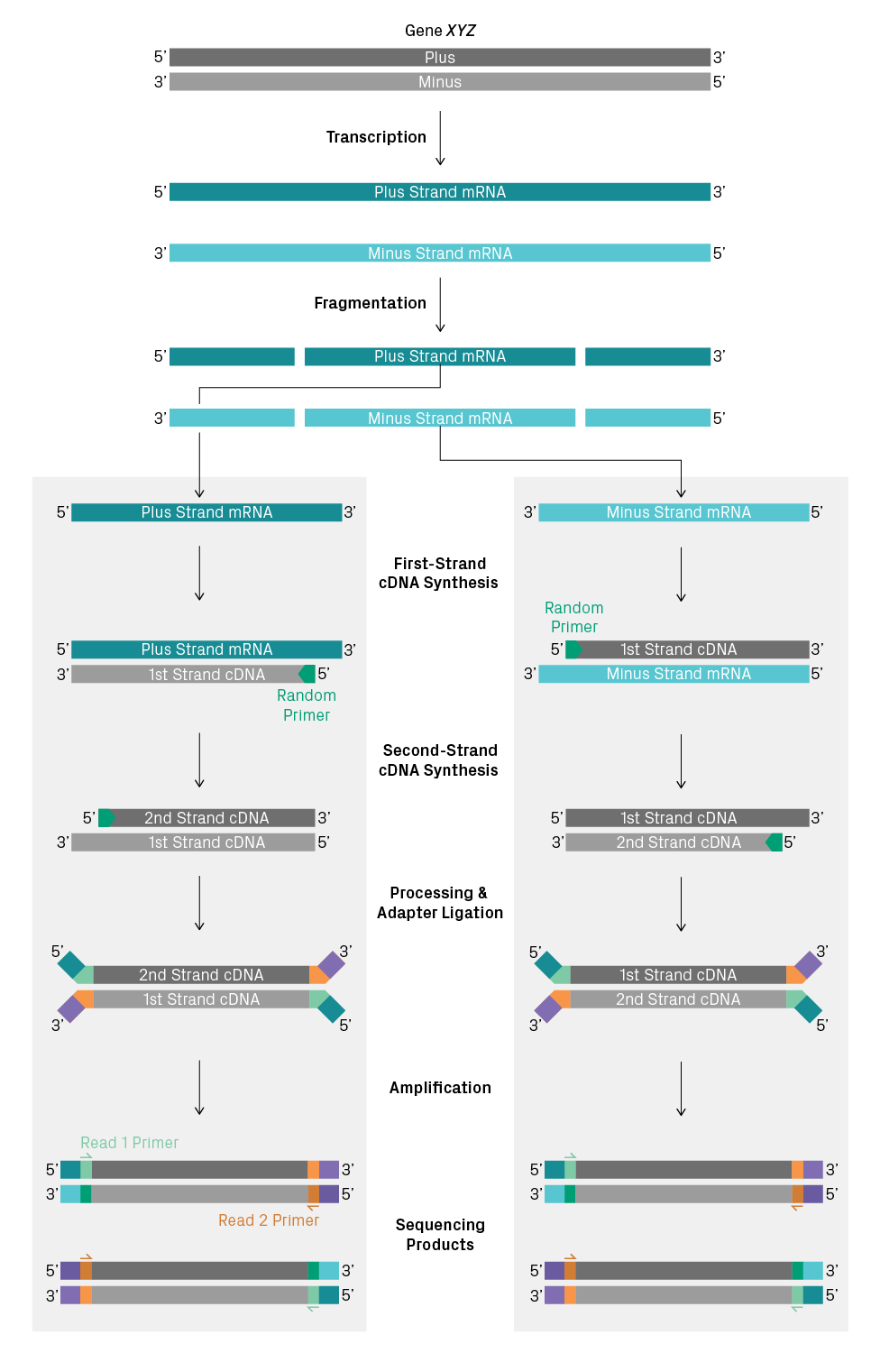 Non-stranded library preparation of two antisense transcripts from the same gene