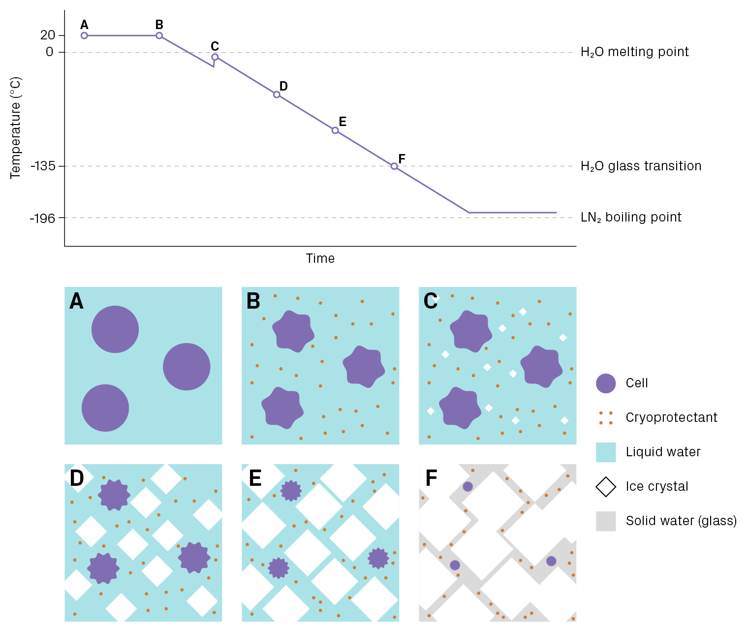 Controlled-rate cooling of a cell suspension