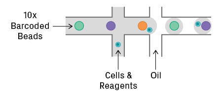 Droplet encapsulation on the 10x Genomics Chromium