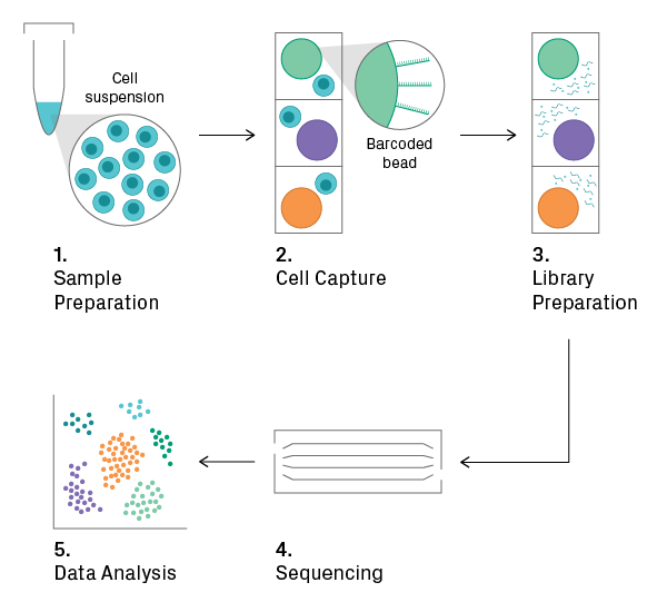 General workflow for scRNA-Seq