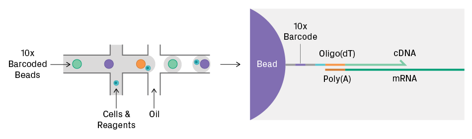 Cell partitioning and library preparation via the 10x Genomics® Chromium™ platform