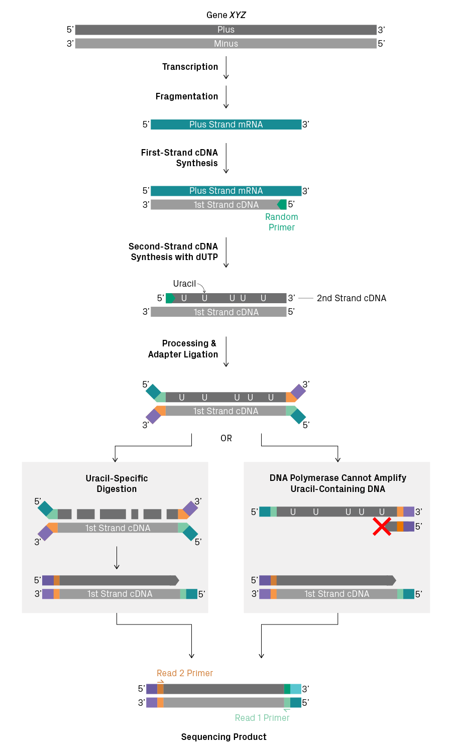 Stranded library preparation using uracil to label the second strand of cDNA