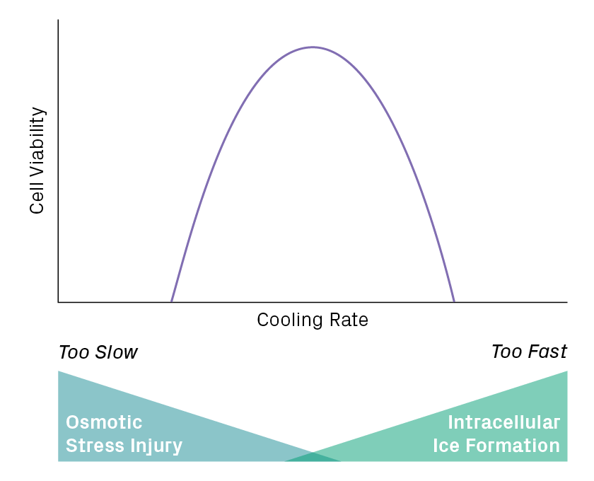 Effect of cooling rate on cell viability in an idealized example