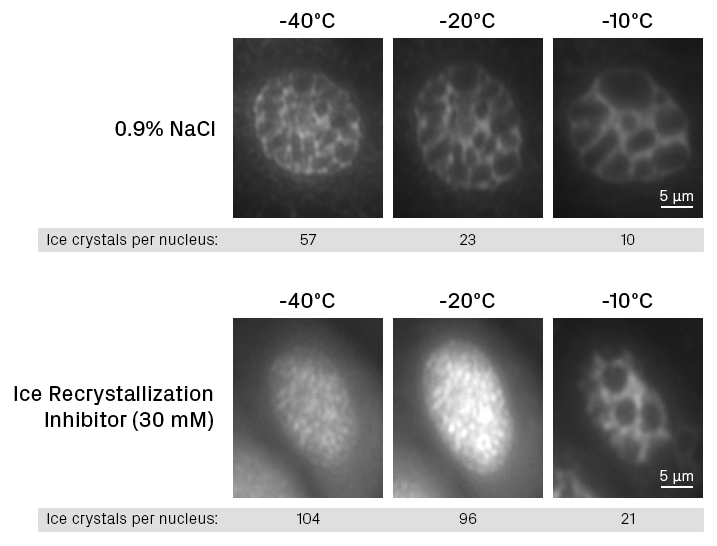 Ice crystal growth during warming in human umbilical vein