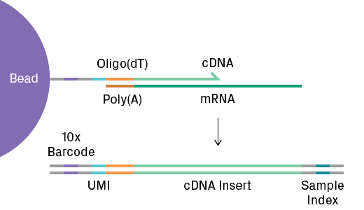 Single-cell RNA-Seq library preparation using the Chromium system