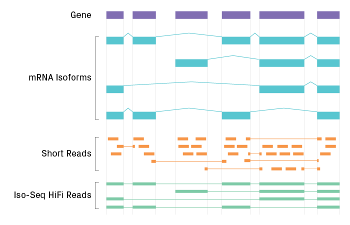 Comparison of RNA sequencing by short-read technologies and Iso-Seq