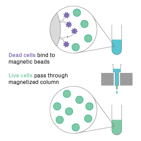 Dead cell removal process