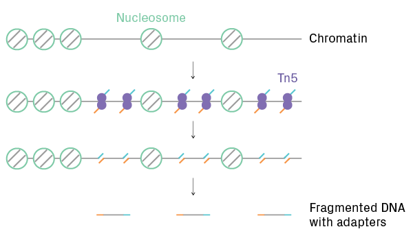 ATAC-Seq library preparation