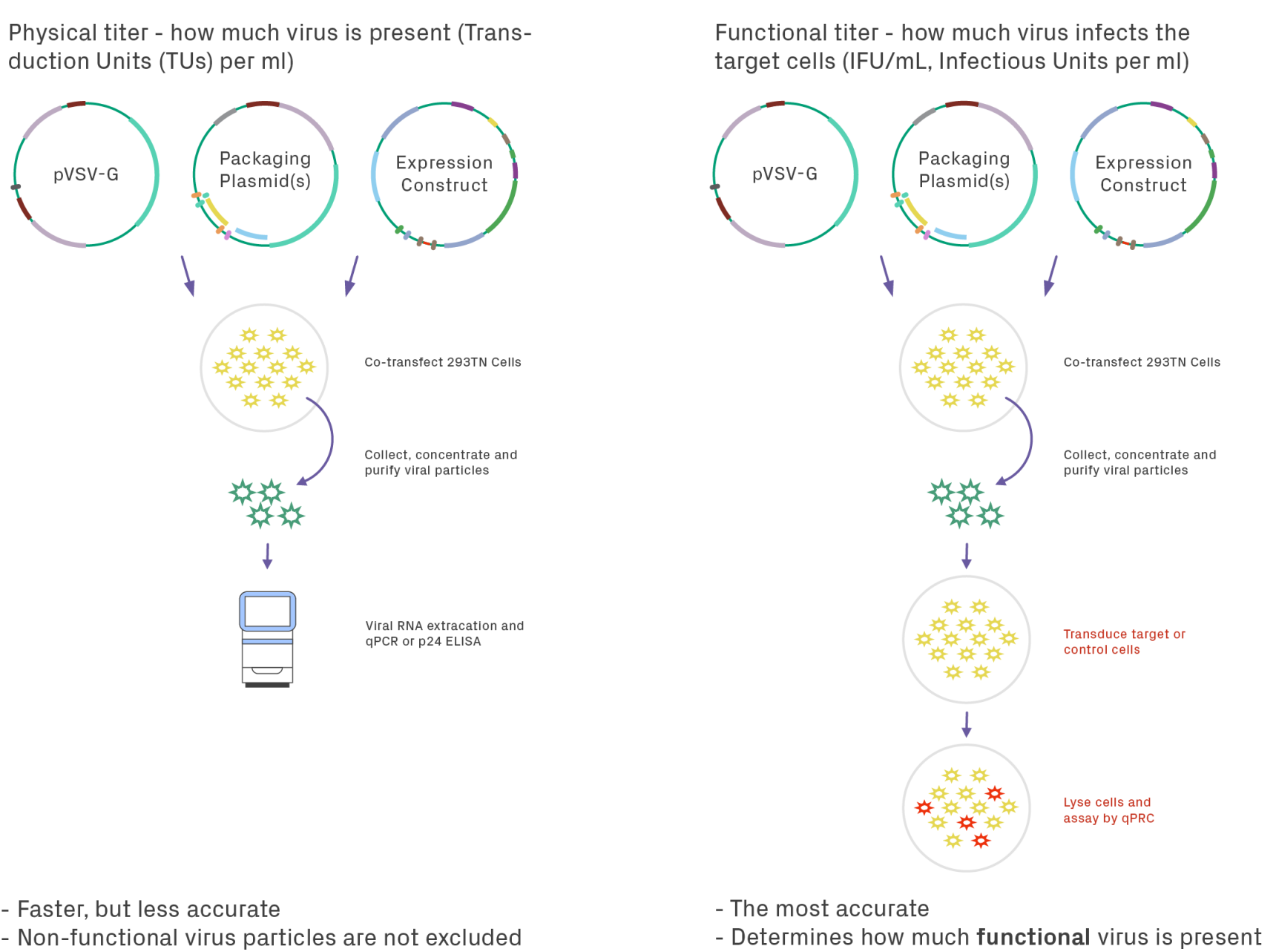 Physical versus Functional Titering of Lentivirus