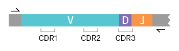 Amplification of V(D)J sequences in BCR/TCR cDNA. Complementarity-determining regions (CDR) are highlighted.