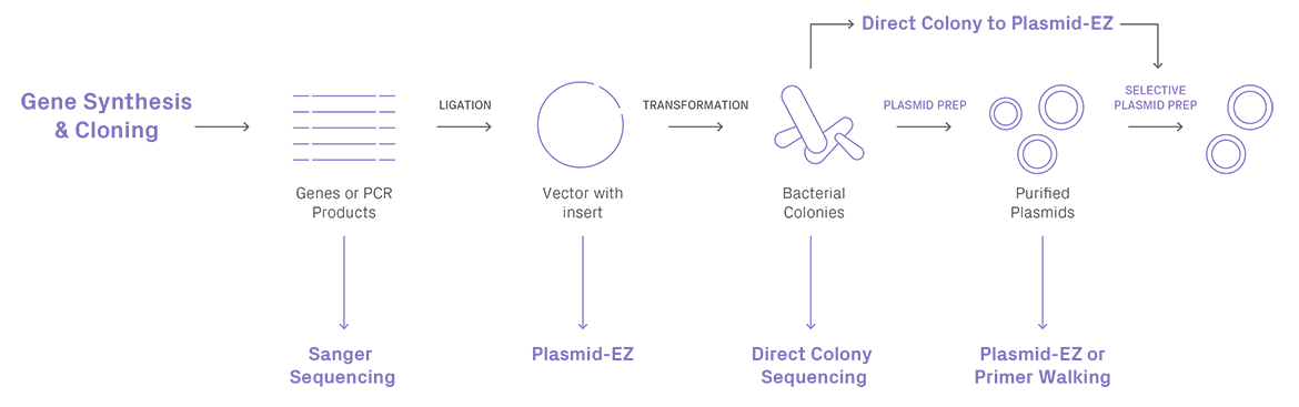 Plasmid construction workflow